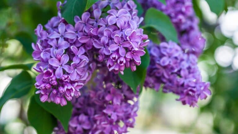 Lilas au jardin