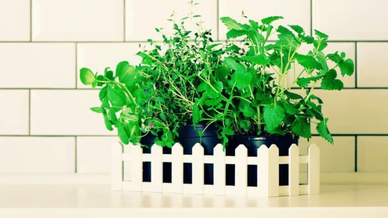 Menthe, persil, basilic