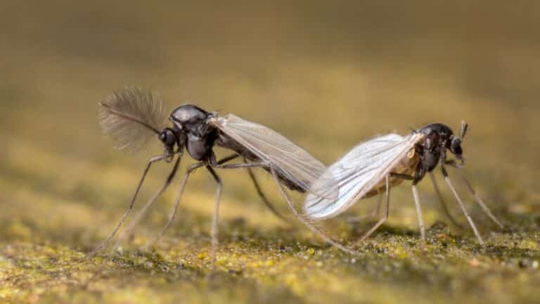 Nuées de moucherons