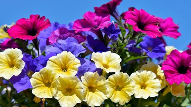 Pétunia