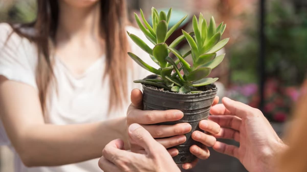 Plante à adopter fin juin