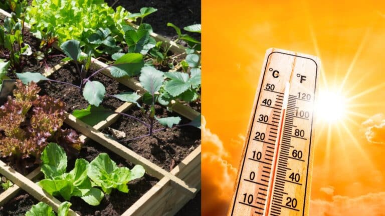 Potager en pleine canicule
