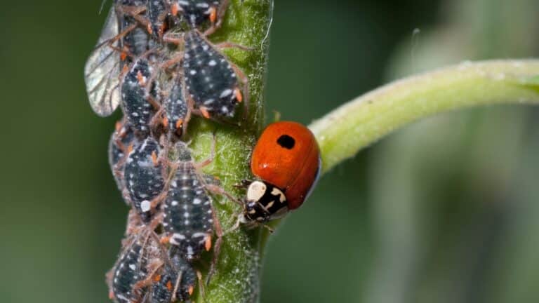 Pucerons au potager