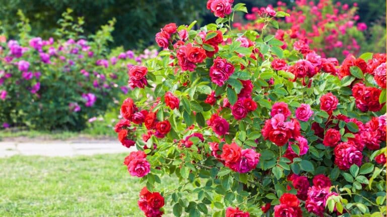 rosiers de concours