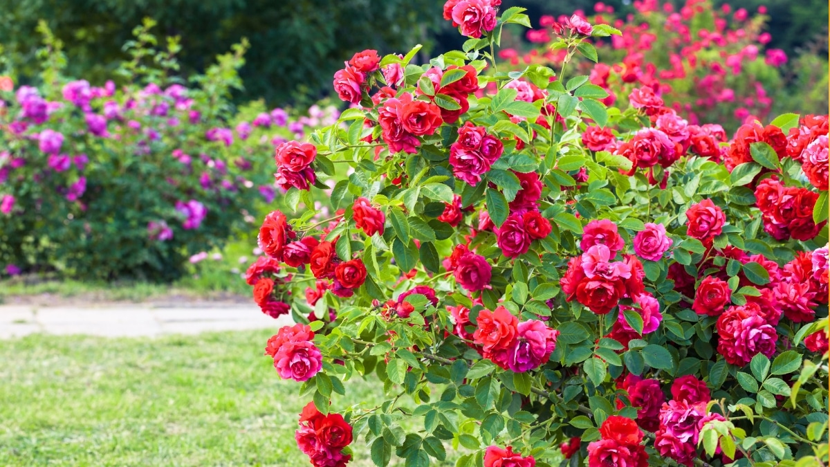 rosiers de concours