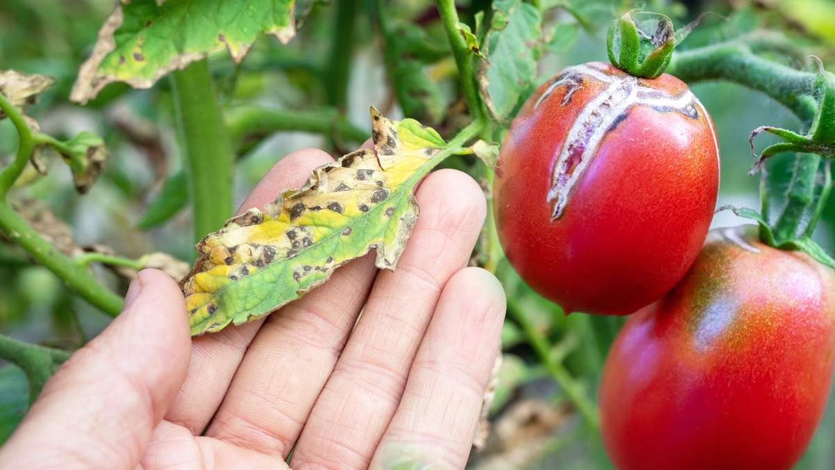 Vos tomates sont fades et ne rougissent pas ? Ce secret de jardinier va tout changer en 24h