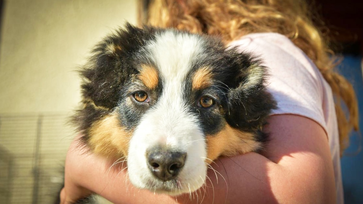 Chiens : voici les 10 races qui vous rendront tristes avec leur courte espérance de vie