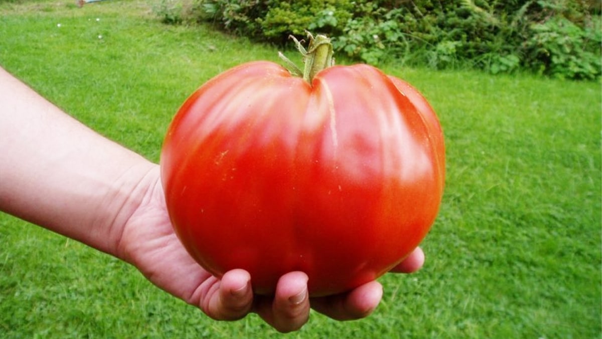 Potager : « j’ai triplé la taille de mes tomates en ajoutant ce liquide entièrement naturel. Je n’en reviens toujours pas »…