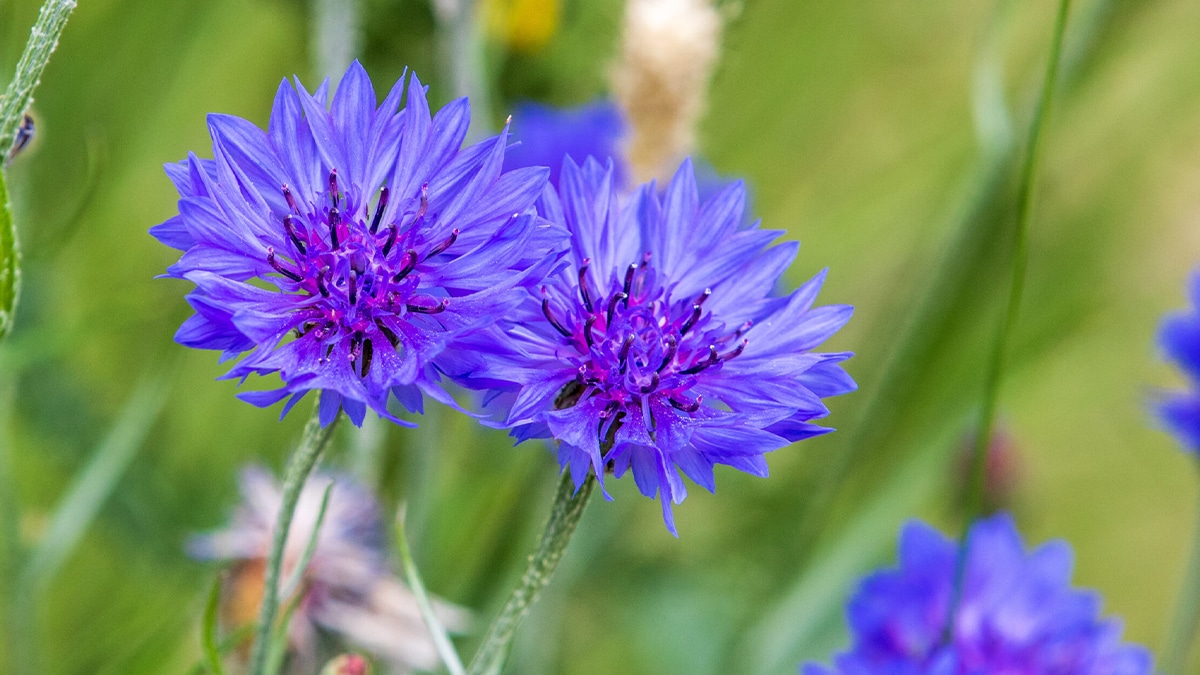 Jardin : je sème des bleuet, lavande et cosmos de cette manière pour faire venir abeilles et papillons dans mon jardin