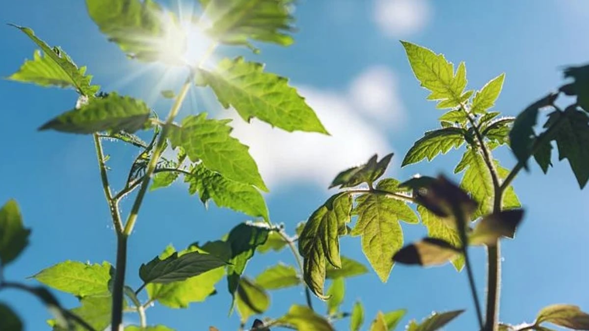 Jardin : ce réflexe chaque soir sauvera vos récoltes pendant la canicule