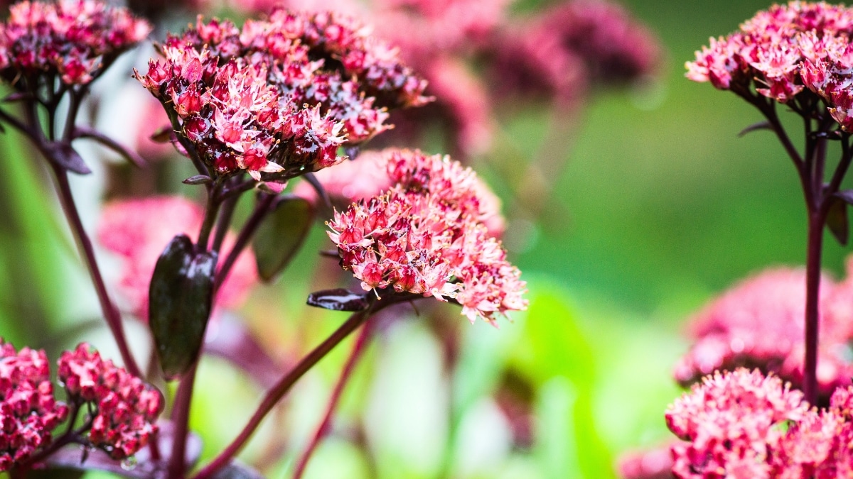 Sedum spectabile