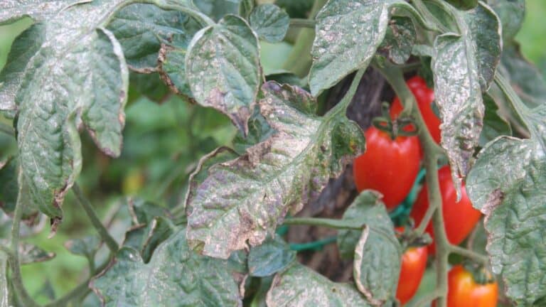 Tomates et mildiou