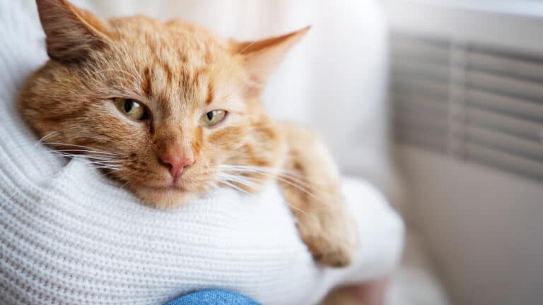 Voici comment sauver votre chat de la triple menace estivale (déshydratation, perte d’appétit et parasites)