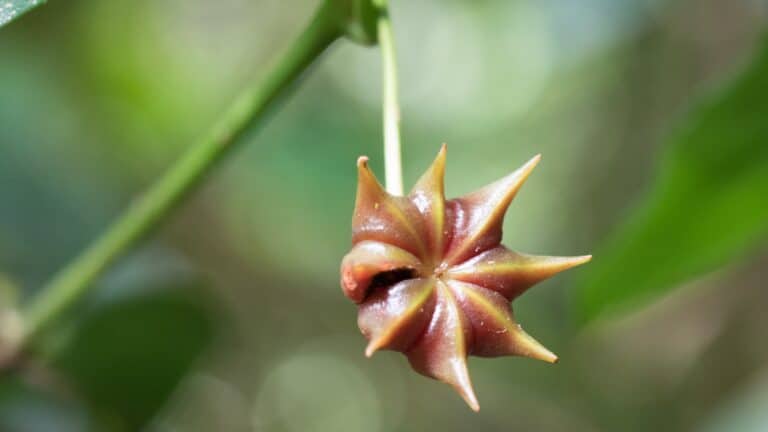arbre anis