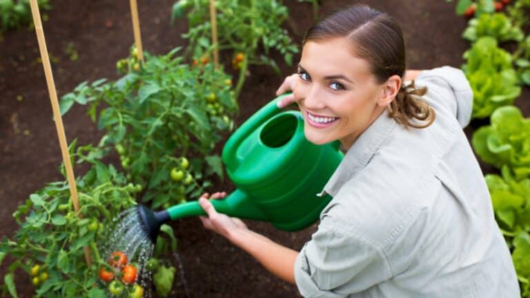 arrosage des tomates (1)