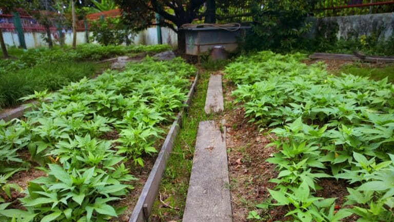 arrosage épinards potager