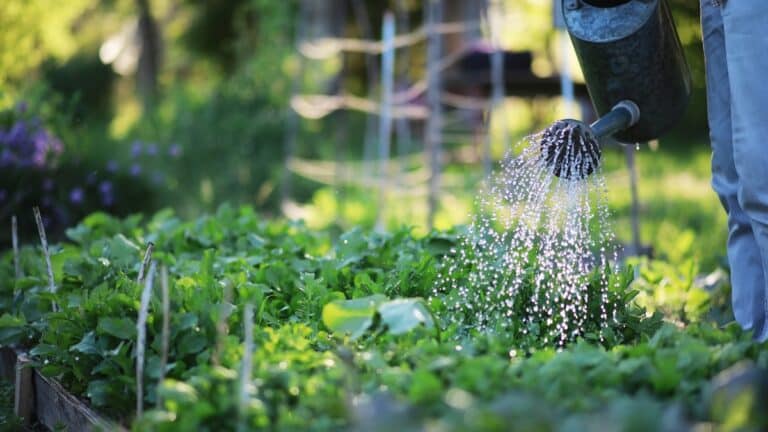 arrosage potager