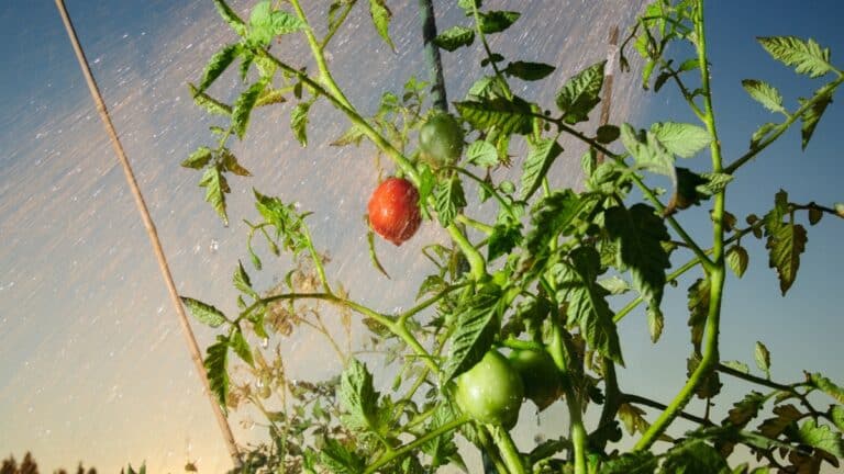 arroser tomate le soir