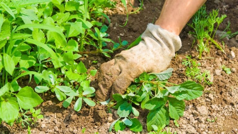bâche biodégradable pour étouffer les mauvaises herbes