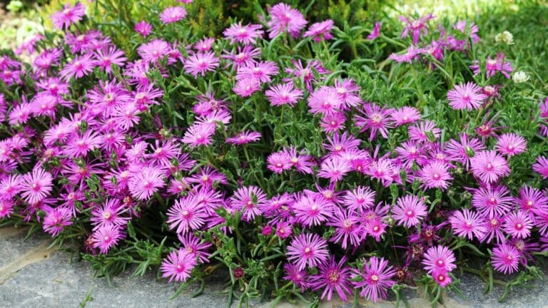beau Delosperma