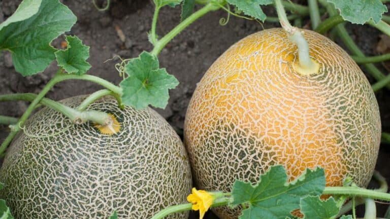 beaux melons potager