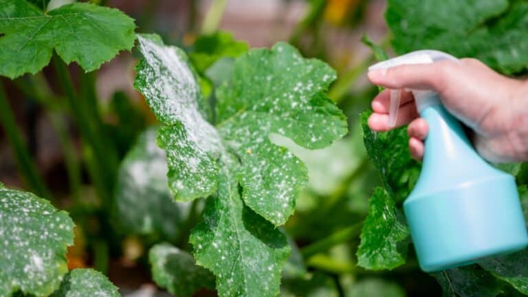 beaux plants de courgettes