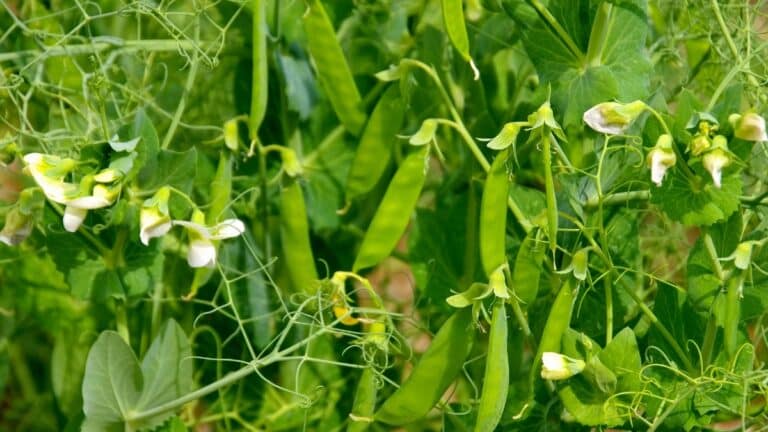 beaux plants de haricots