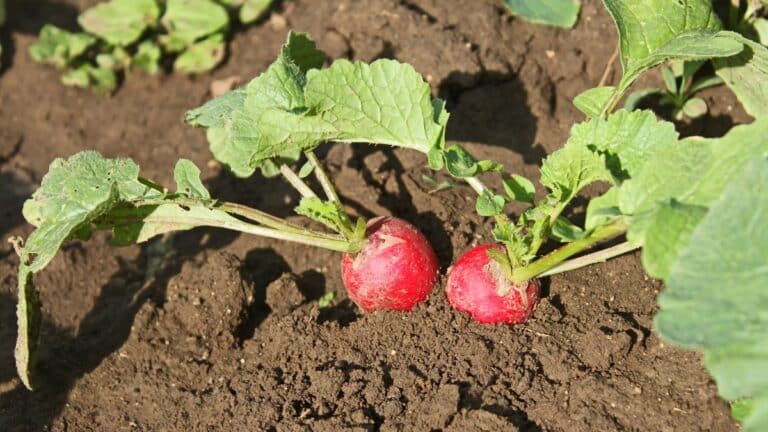 beaux plants de radis