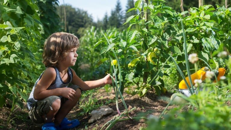 beaux potagers légumes