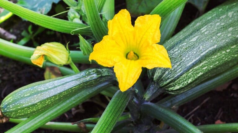 belle courgette