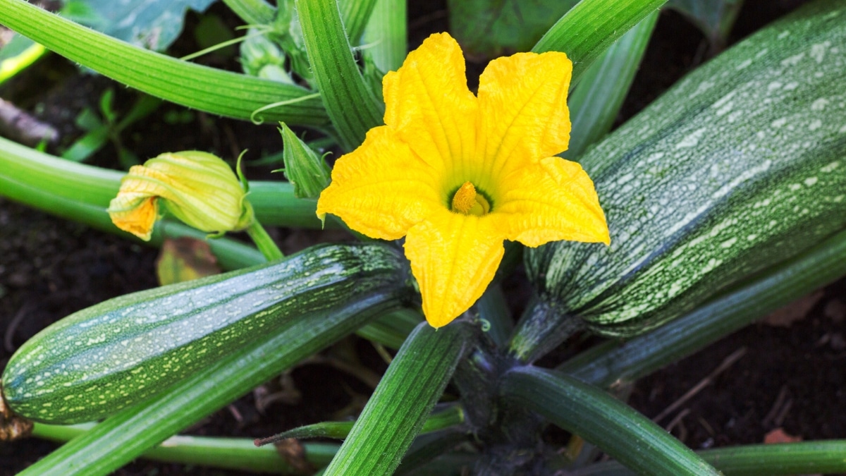 belle courgette