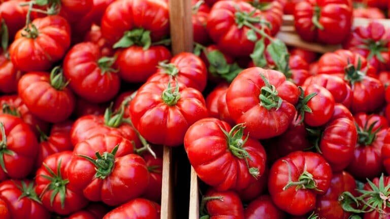 belle récolte tomates