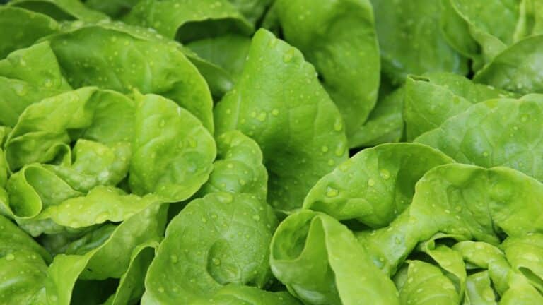 belle salade du jardin