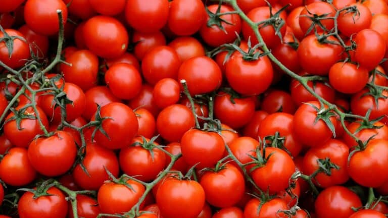 belle tomate cerise