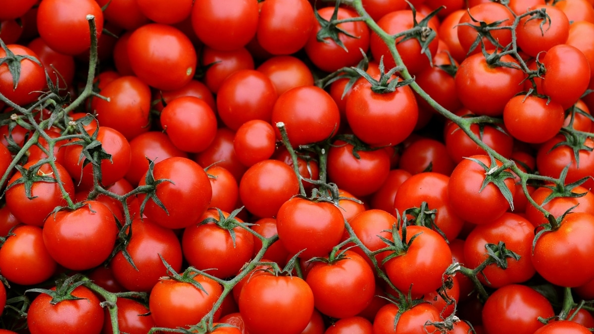 belle tomate cerise