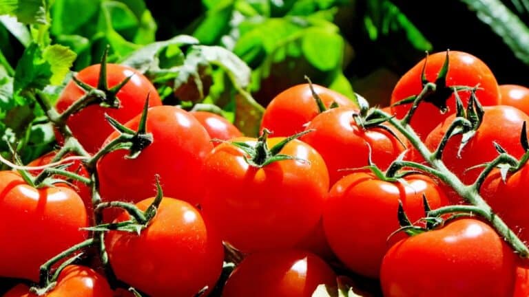 belle tomato plant