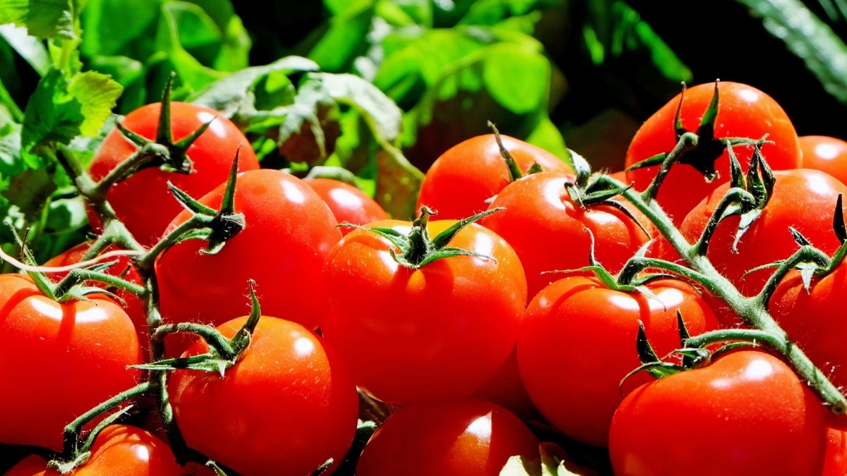 belle tomato plant