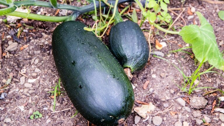 belles courgettes du jardin