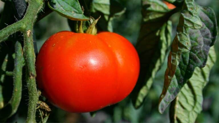 belles grosse tomates