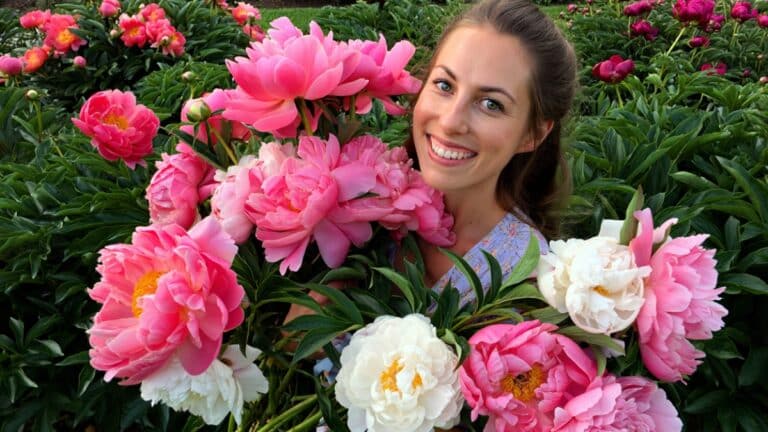 belles pivoines