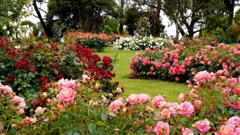 belles roses jardin