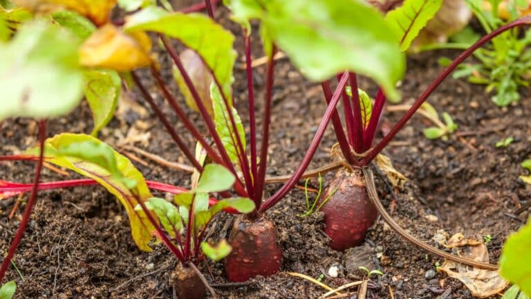 betterave jardin