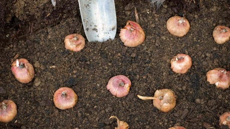 bulbe d'été potager