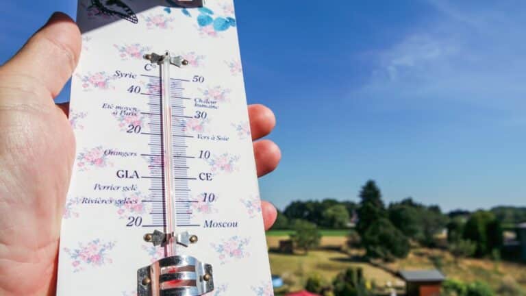 canicule au potager