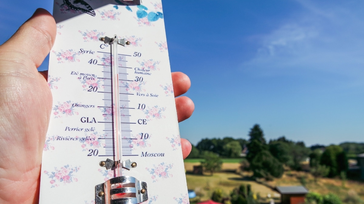 canicule au potager