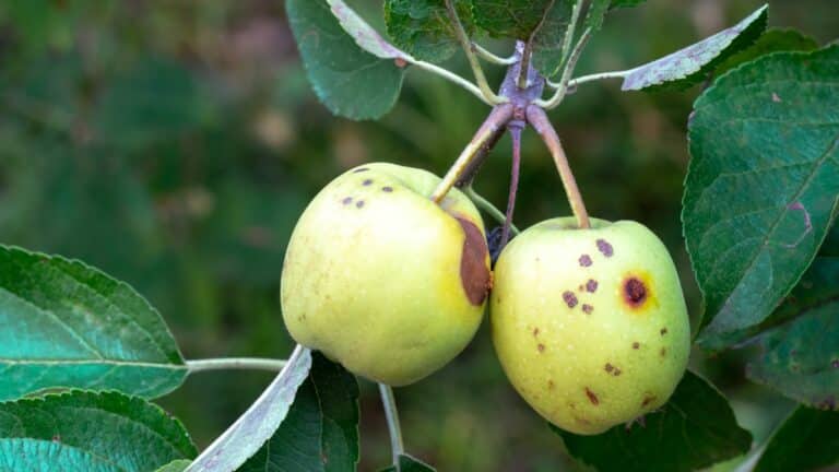 carpocapse pomme