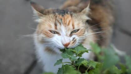 catnip chat