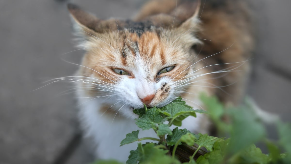 catnip chat