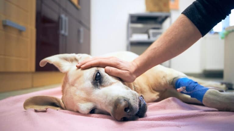 chien malade