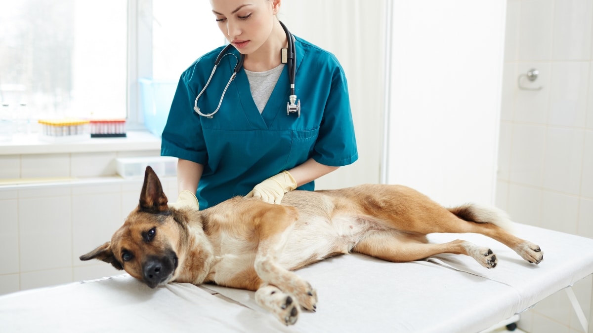 chien malade jardin